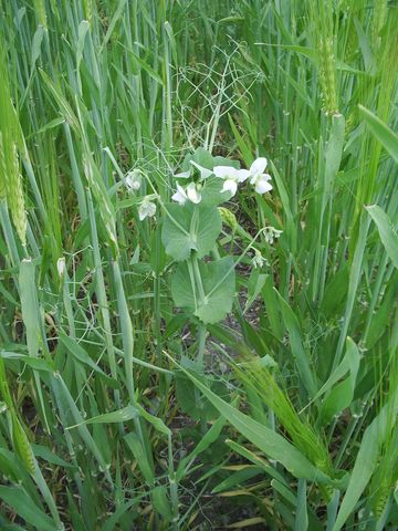 Pisum sativum ssp. sativum