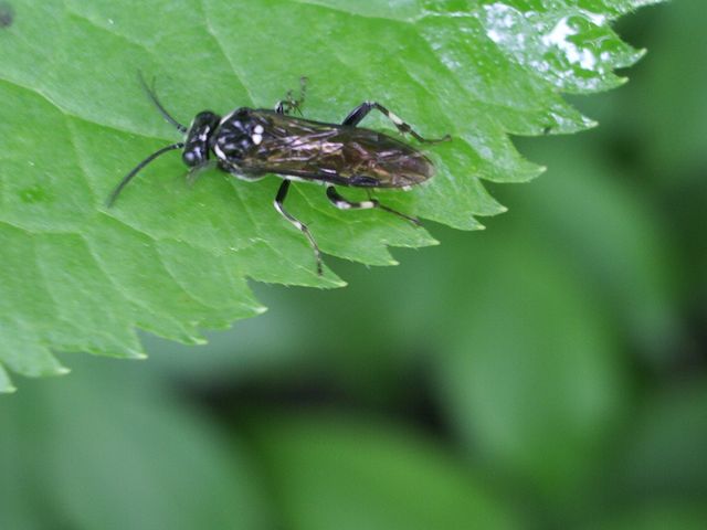 Imenottero da identificare ( Macrophya albicincta ?)