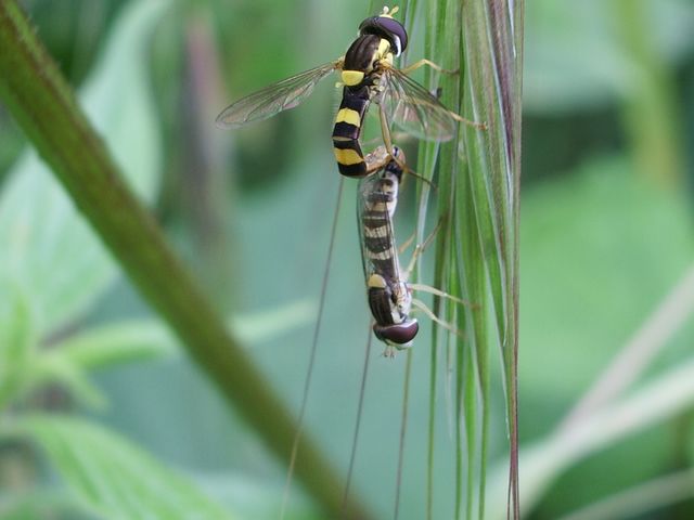 Sphaerophoria scripta (Syrphydae)