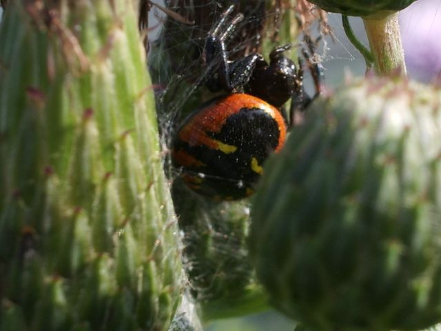 Synaema globosum