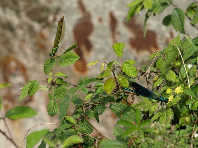 Calopteryx splendens