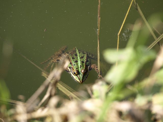 Rana da identificare - Pelophylax sp. (prov. Crema)