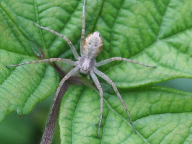 Philodromus sp.