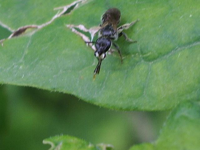 Apidae Halictinae.:  cfr. Lasioglossum sp.