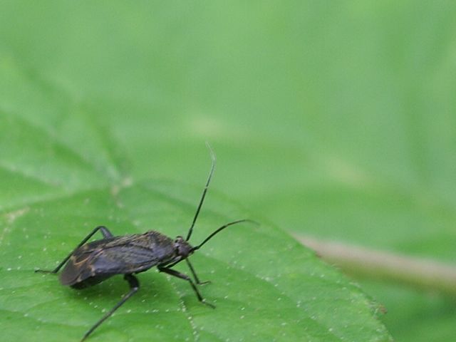 Miridae: Macrotylus quadrilineatus