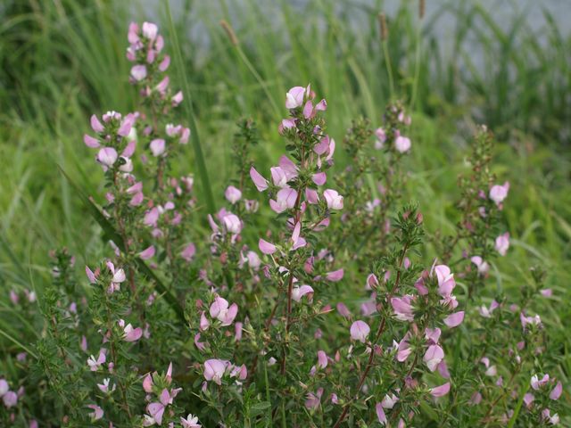 Fiorellini rosa da determinare - Ononis spinosa