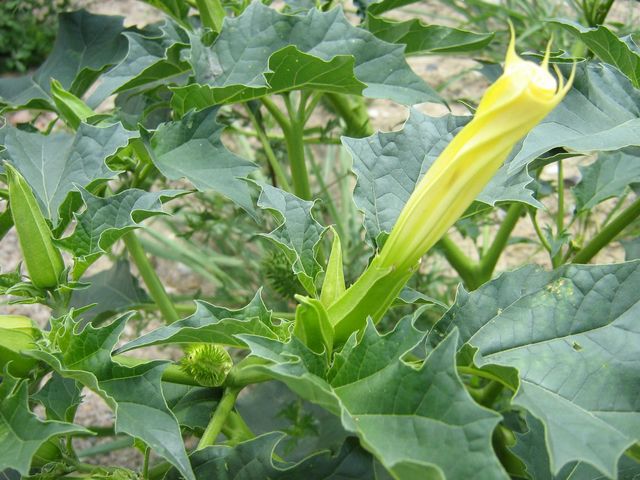 Datura stramonium / Stramonio comune