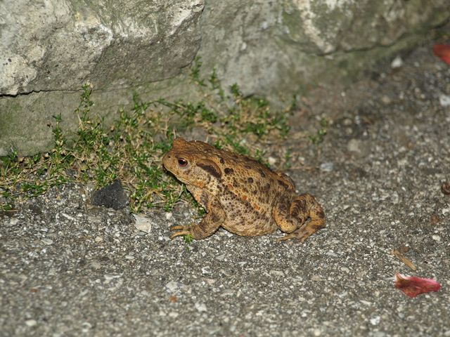 Rospo da identificare - Bufo bufo