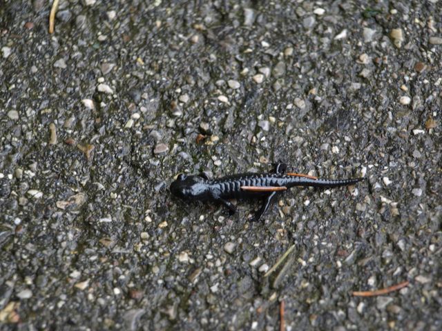 Triturus alpestris ? Salamandra atra