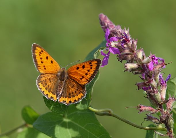 Lycaena dispar