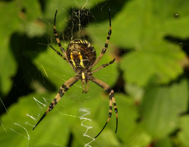 Argiope bruennichi