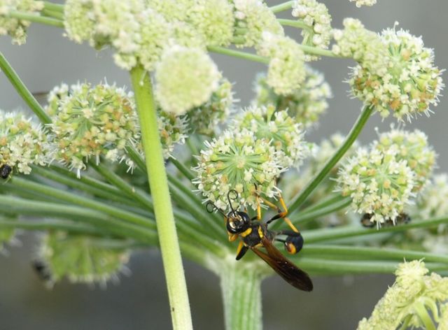 Sceliphron caementarium (Sphecidae)- Vespa crabro (Vespidae)