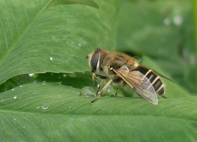 Eristalis sp. (Syrphidae).