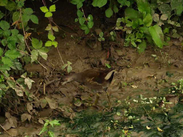 Gallinelle d''acqua ?