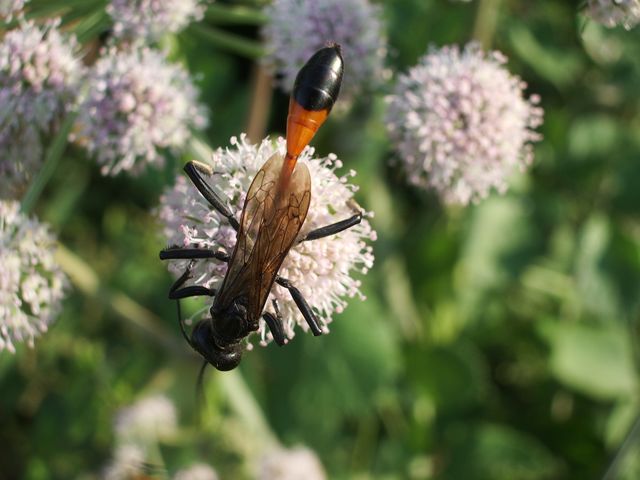 Ammophila sabulosa (Sphecidae).