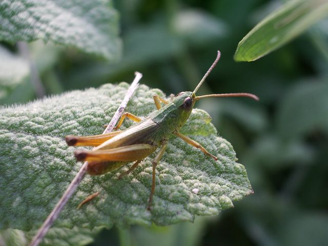 Chorthippus parallelus