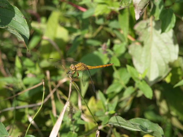 Orthetrum coerulescens maschio immaturo