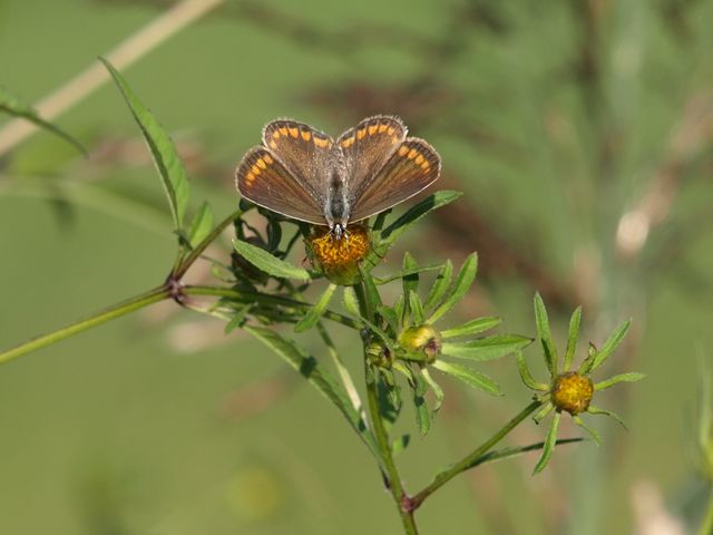 Polyommatus icarus  ?