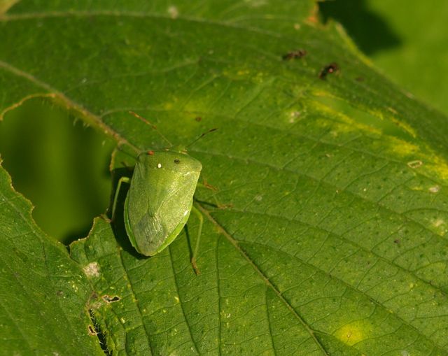 Nezara viridula... cremonese