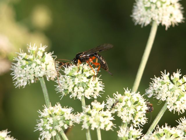 Ichneumonidae.