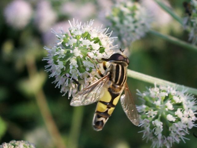 Diptero da identificare