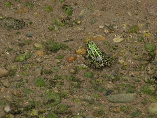 Rana da identificare - Pelophylax sp.