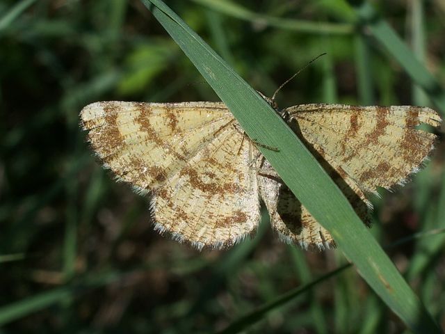 Ematurga atomaria