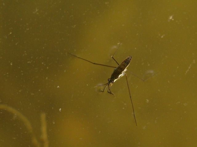 Due gerridi diversi, ma sconosciuti