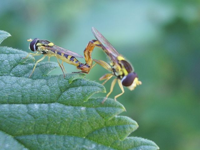 Sphaerophoria scripta (Syrphidae)