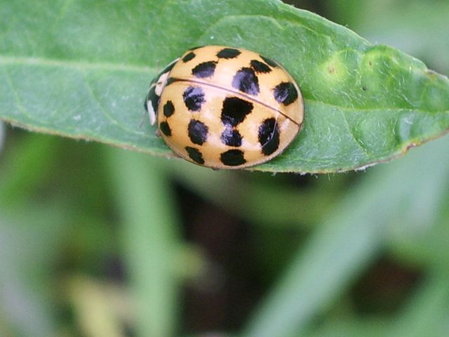 Harmonia axyridis