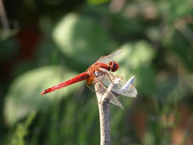 Sympetrum depressiusculum & Crocothemis, maschi