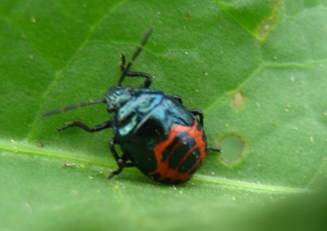 Pentatomidae: ninfa di Zicrona...  cremasca (CR)