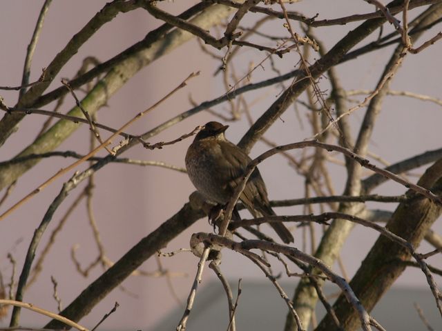 Due uccellini da identificare