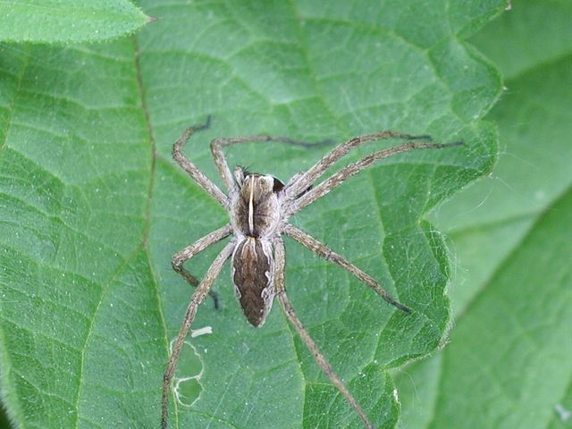 Pisaura mirabilis