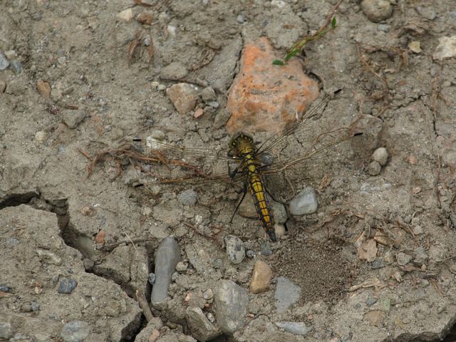 Femmina di Libellula depressa ?