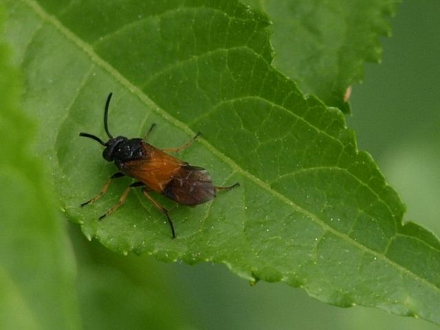 Arge cyanocrocea - Argidae