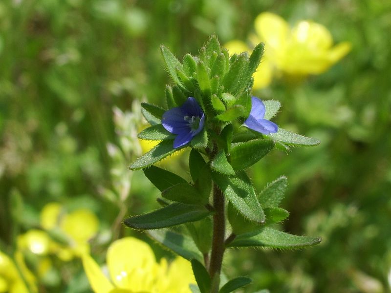 Veronica arvensis / Veronica dei campi