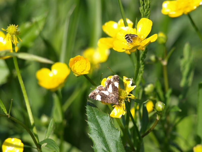 Farfallina da determinare (Tyta luctuosa - Noctuidae)