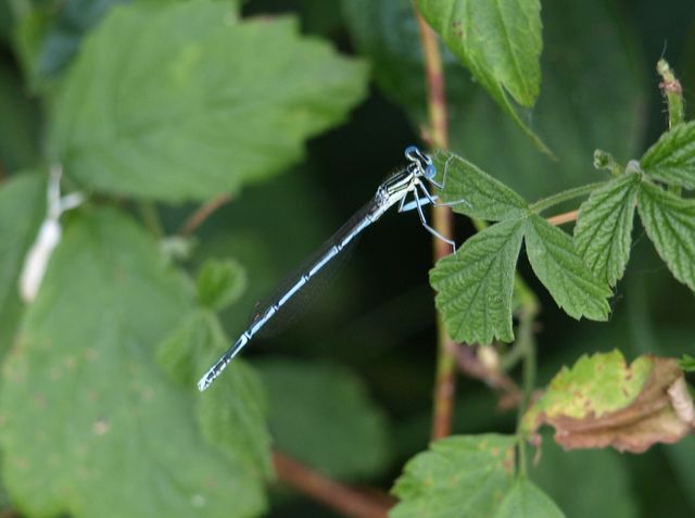 PLATYCNEMIS PENNIPES maschio