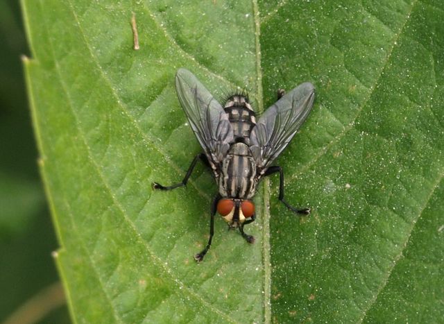 Sarcophaga carnaria ?