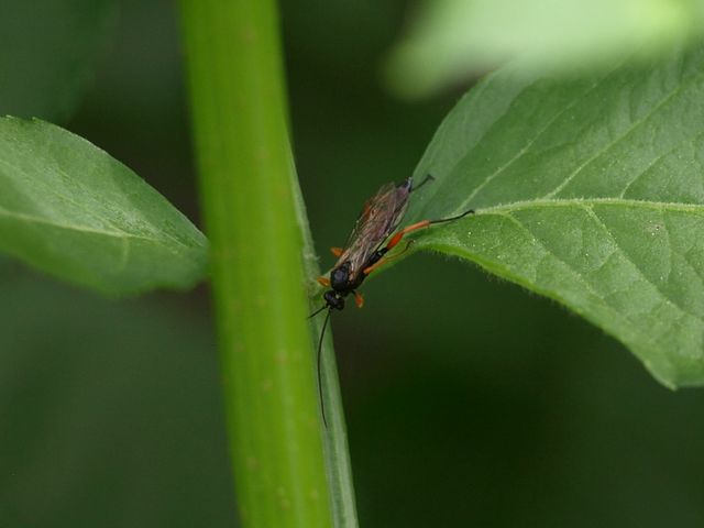 Ichneumonidae, probabile genere Pimpla