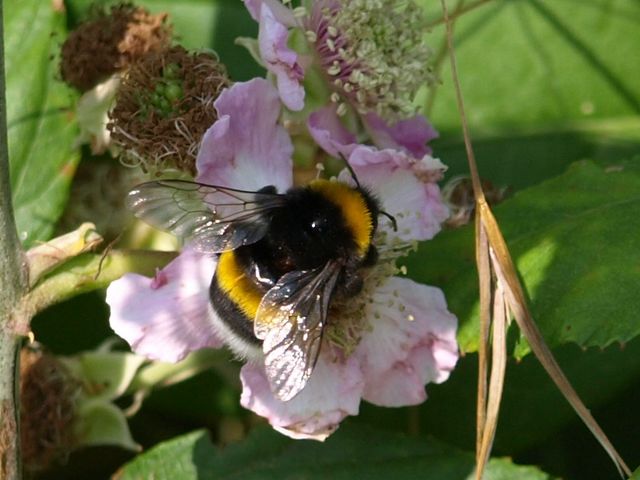 BOMBUS TERRESTRIS o altro?