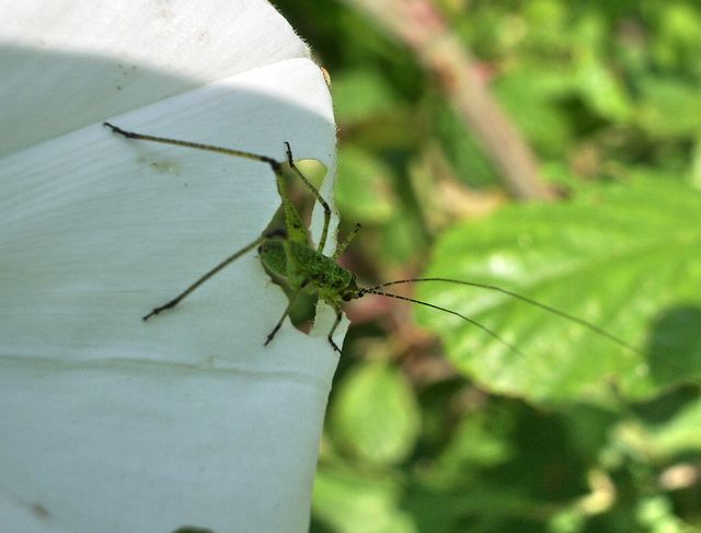 Neanide di Phaneroptera sp.