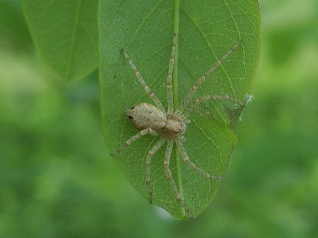 Philodromus sp.