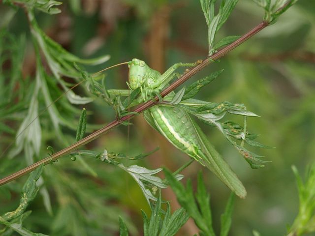 Tettigonia viridissima (dal ventre)