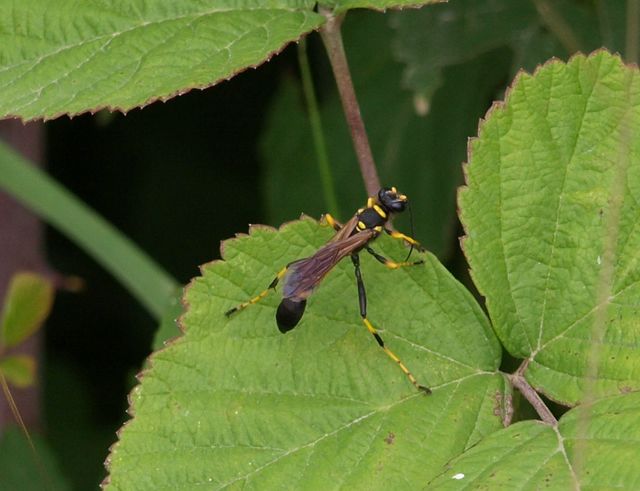 Ancistrocerus sp., Sceliphron caementarium e  Anthidium sp.