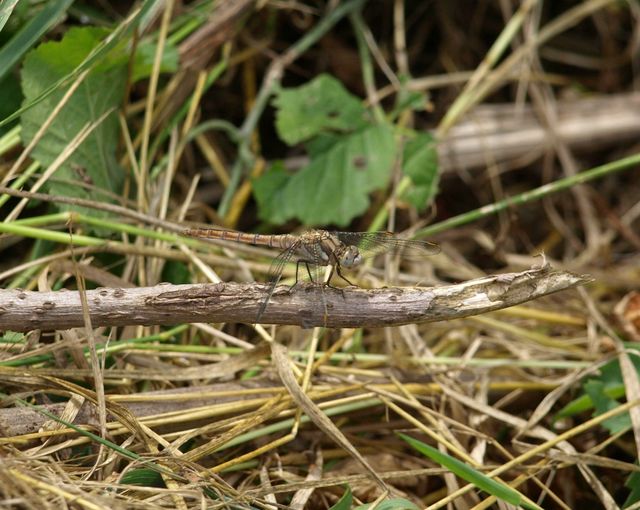 Da determinare - Orthetrum brunneum (femmina)