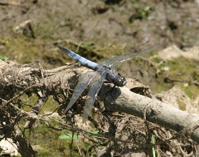 Libellula da determinare