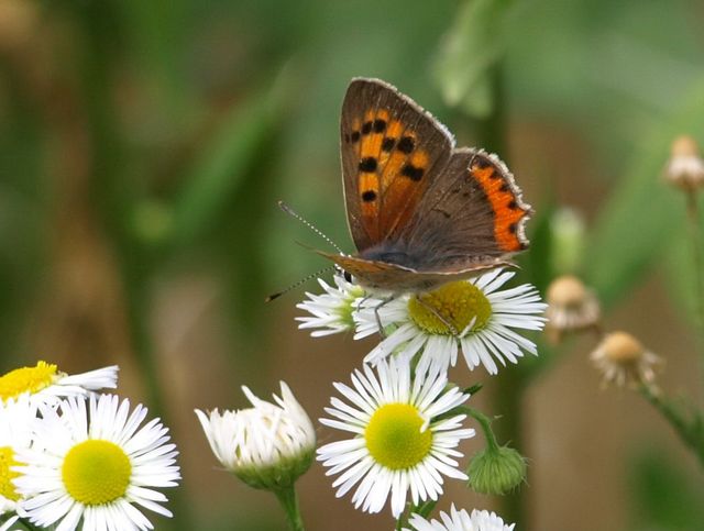 Lycaena phlaeas - Lycaenidae  ?