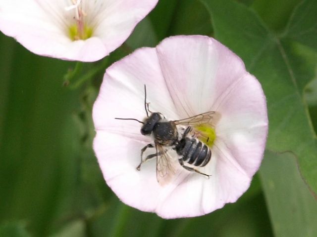 Megachile sp. (Apidae Megachilinae)